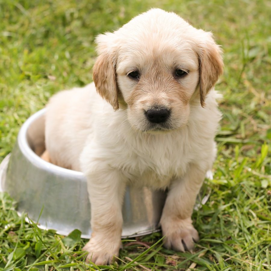 puppy-1207816_1280
